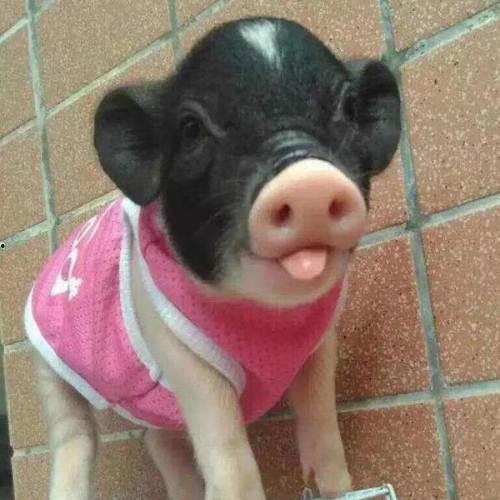 小香猪吃哈密瓜视频,哈密瓜盛宴大揭秘