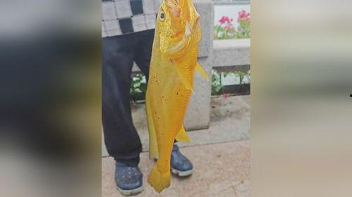 大爷拍照吃瓜视频下载,视频走红网络，揭秘幕后下载热潮