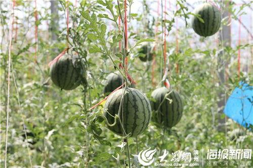 兴化网红吃瓜事件视频,一场网络热议的瓜田奇遇