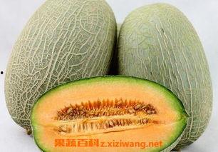 黄毛狗可以吃哈密瓜吗视频,宠物美食探索之旅