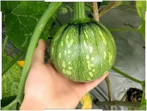 吊瓜叶怎么吃才好吃呢视频,吊瓜叶的多样美味烹饪法揭秘