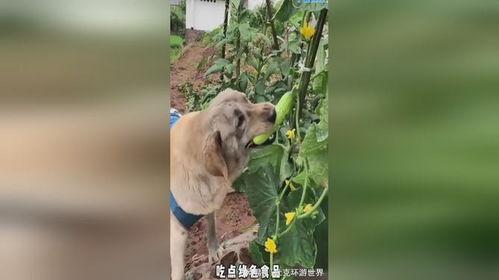 小狗吃瓜视频混剪,小狗吃瓜视频混剪趣味集锦