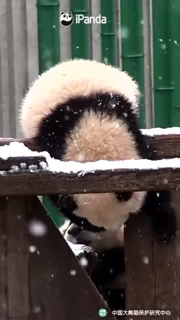 熊大熊猫吃瓜视频,熊大熊猫的夏日吃瓜时光