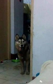 鬼鬼祟祟的吃瓜视频