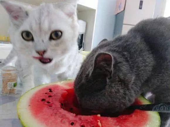 小猫咪学人吃瓜视频,小猫咪学人吃瓜萌态十足