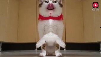 猫可以吃瓜尔佳么吗视频,猫咪的新宠美食揭秘