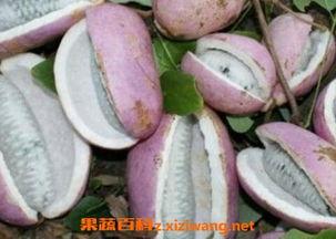 下雨天吃八月瓜视频,揭秘八月瓜的独特魅力