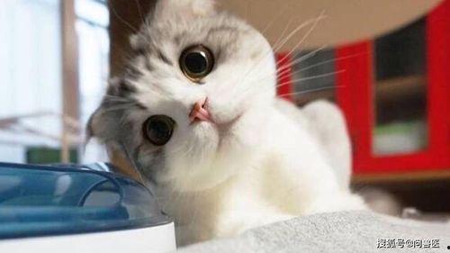 奇葩画猫吃瓜图片高清视频